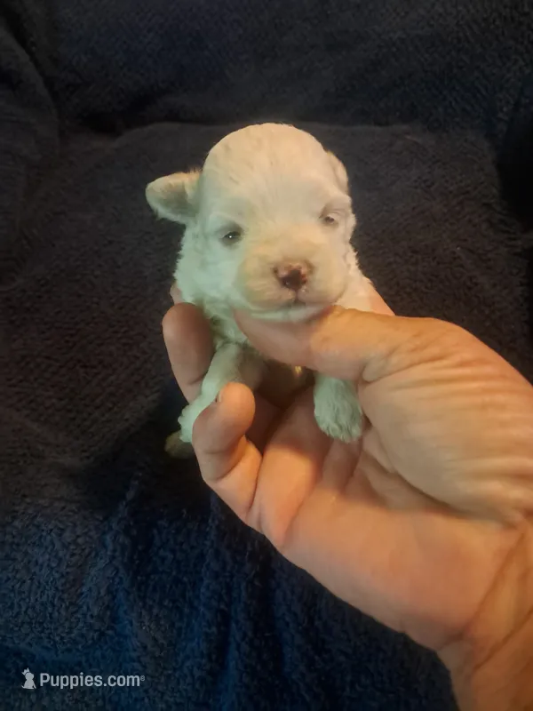 Little girl  – Maltipoo puppy for sale in Dillon, SC