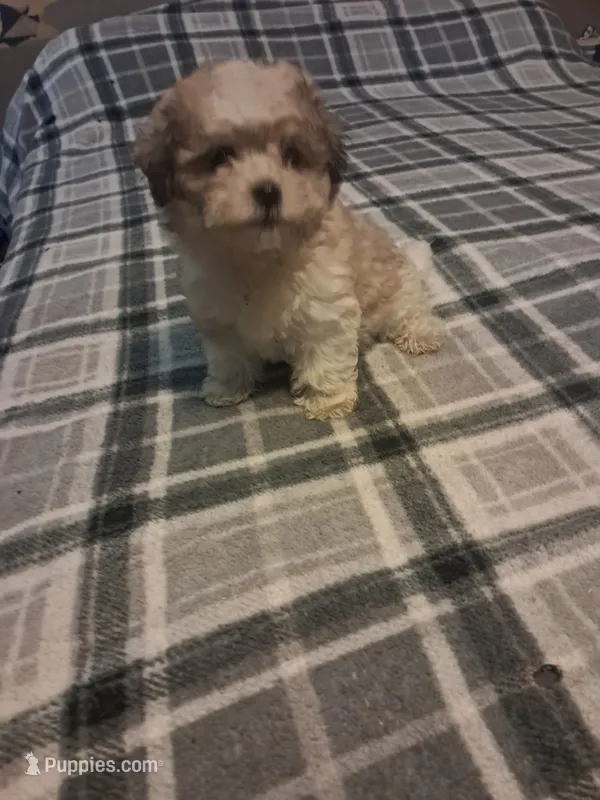 Little girl 2 – Maltipoo puppy for sale in Dillon, SC