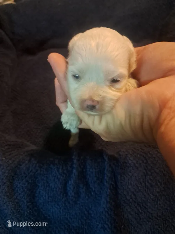 Little boy 2 – Maltipoo puppy for sale in Dillon, SC
