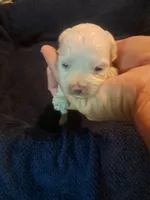 Little boy 2, a male Maltipoo for sale in Dillon, SC – 1 of 3