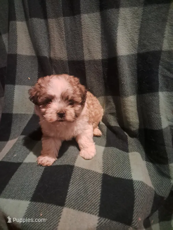 Little girl 2 – Maltipoo puppy for sale in Dillon, SC