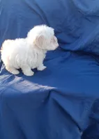 Little boy 1, a male Maltipoo for sale in Dillon, SC – 2 of 3