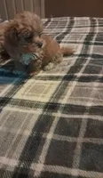 Little girl , a female Maltipoo for sale in Dillon, SC – 2 of 3