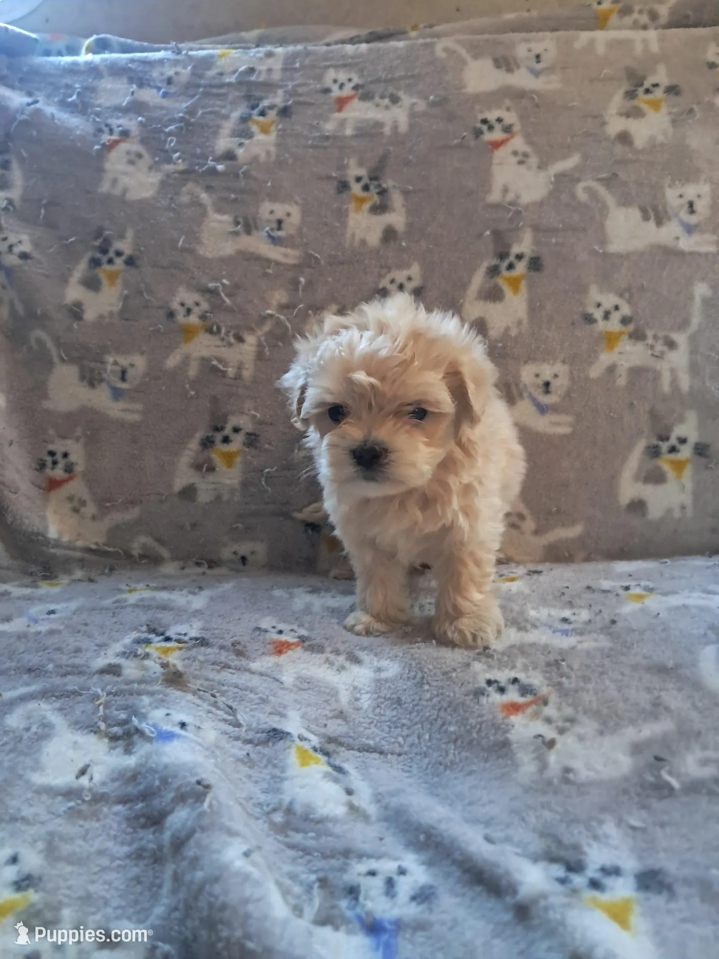Maltipoo boy, a male Maltipoo for sale in Dillon, SC – 3 of 4