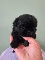 Little boy 1, a male Shih Tzu for sale in Dillon, SC – Photo 1 of 3