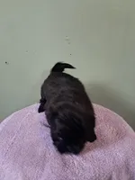 Little boy 1, a male Shih Tzu for sale in Dillon, SC – Photo 3 of 3