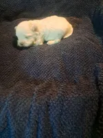 Little girl , a female Maltipoo for sale in Dillon, SC – 4 of 4
