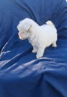 Little boy 1, a male Maltipoo for sale in Dillon, SC – 3 of 3
