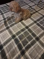 Little boy , a male Poodle - Toy  for sale in Dillon, SC – 1 of 3