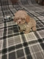 Little boy , a male Poodle - Toy  for sale in Dillon, SC – 4 of 4