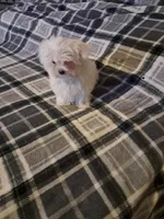 Maltese boy, a male Maltese for sale in Dillon, SC – Photo 3 of 4