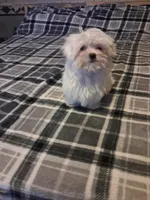 Maltese boy, a male Maltese for sale in Dillon, SC – Photo 4 of 4