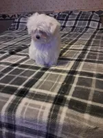 Maltese boy, a male Maltese for sale in Dillon, SC – Photo 2 of 4