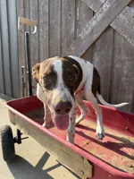 Hansel, a male German Shorthaired Pointer for sale in Winnie, TX – 3 of 4