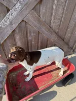 Katinka, a female German Shorthaired Pointer for sale in Winnie, TX – 3 of 8