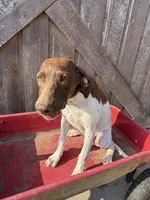 Katinka, a female German Shorthaired Pointer for sale in Winnie, TX – 4 of 8