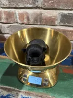 Onyx, a male Chihuahua for sale in Winnie, TX – 5 of 7