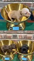 Onyx, a male Chihuahua for sale in Winnie, TX – 2 of 7