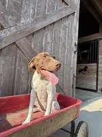 Katinka, a female German Shorthaired Pointer for sale in Winnie, TX – 7 of 8
