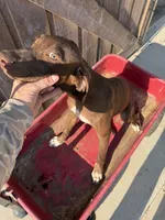 Annemarie, a female German Shorthaired Pointer for sale in Winnie, TX – 4 of 4