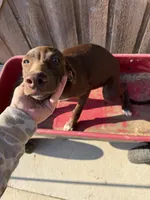 Annemarie, a female German Shorthaired Pointer for sale in Winnie, TX – 2 of 4