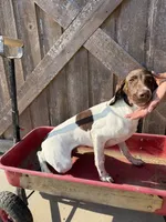 Heidi, a female German Shorthaired Pointer for sale in Winnie, TX – 3 of 5