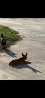 Onyx, a male Chihuahua for sale in Winnie, TX – 6 of 7