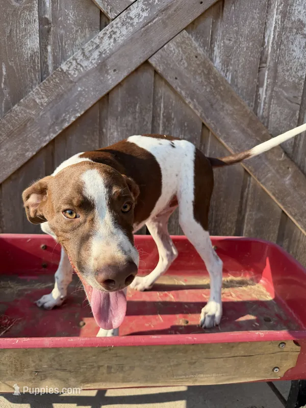 Hansel – German Shorthaired Pointer puppy for sale in Winnie, TX