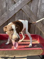 Hansel, a male German Shorthaired Pointer for sale in Winnie, TX – 1 of 4