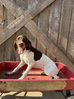 Heidi, a female German Shorthaired Pointer for sale in Winnie, TX – 4 of 5