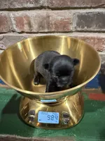 Onyx, a male Chihuahua for sale in Winnie, TX – 4 of 7