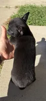 Onyx, a male Chihuahua for sale in Winnie, TX – 5 of 8