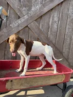 Gretel, a female German Shorthaired Pointer for sale in Winnie, TX – 1 of 5