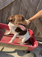 Hansel, a male German Shorthaired Pointer for sale in Winnie, TX – 2 of 4