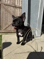 Onyx, a male Chihuahua for sale in Winnie, TX – 7 of 8