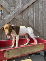 Katinka, a female German Shorthaired Pointer for sale in Winnie, TX – 6 of 8