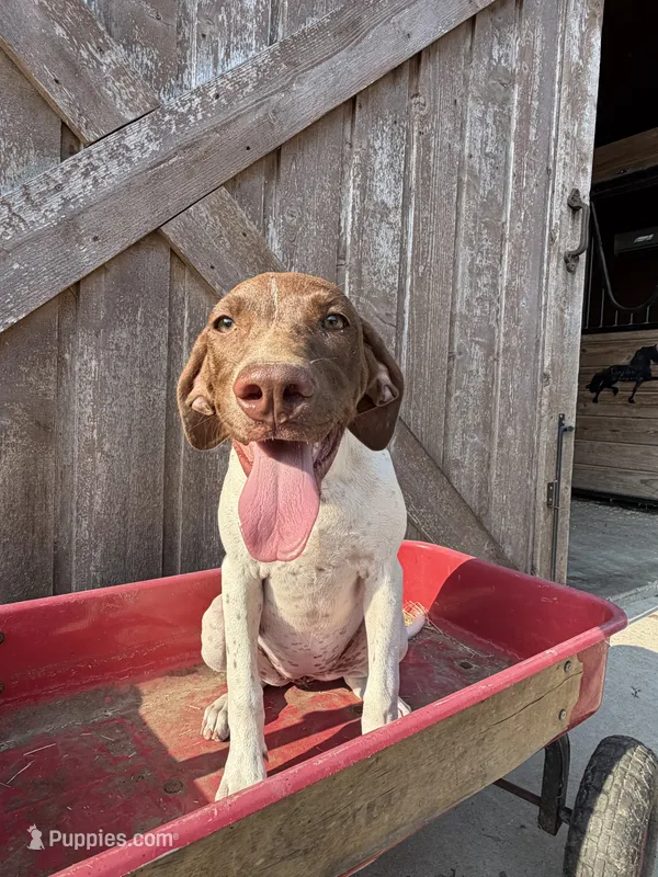 Katinka – German Shorthaired Pointer puppy for sale in Winnie, TX