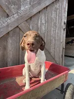 Katinka, a female German Shorthaired Pointer for sale in Winnie, TX – 1 of 8