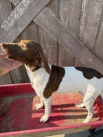 Gretel, a female German Shorthaired Pointer for sale in Winnie, TX – 3 of 5