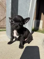 Onyx, a male Chihuahua for sale in Winnie, TX – 6 of 8