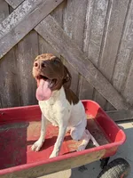 Katinka, a female German Shorthaired Pointer for sale in Winnie, TX – 5 of 8
