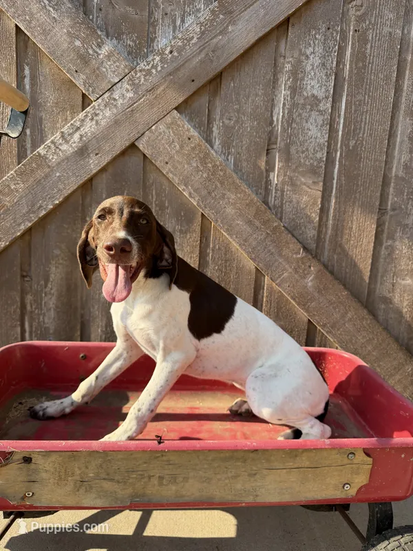 Heidi – German Shorthaired Pointer puppy for sale in Winnie, TX