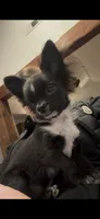 Onyx, a male Chihuahua for sale in Winnie, TX – 7 of 7