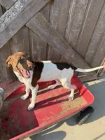 Gretel, a female German Shorthaired Pointer for sale in Winnie, TX – 2 of 5