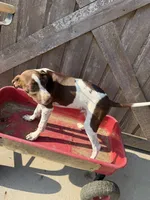 Hansel, a male German Shorthaired Pointer for sale in Winnie, TX – 4 of 4