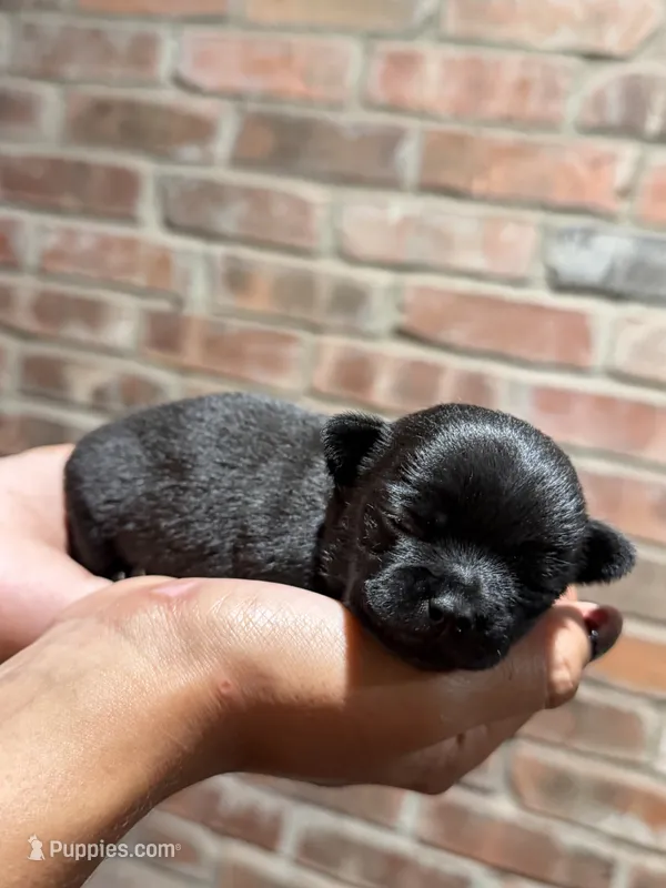 Onyx – Chihuahua puppy for sale in Winnie, TX