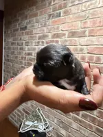 Onyx, a male Chihuahua for sale in Winnie, TX – 3 of 7