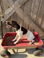 Heidi, a female German Shorthaired Pointer for sale in Winnie, TX – 2 of 5