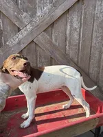 Katinka, a female German Shorthaired Pointer for sale in Winnie, TX – 8 of 8