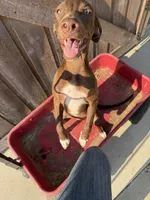 Annemarie, a female German Shorthaired Pointer for sale in Winnie, TX – 1 of 4